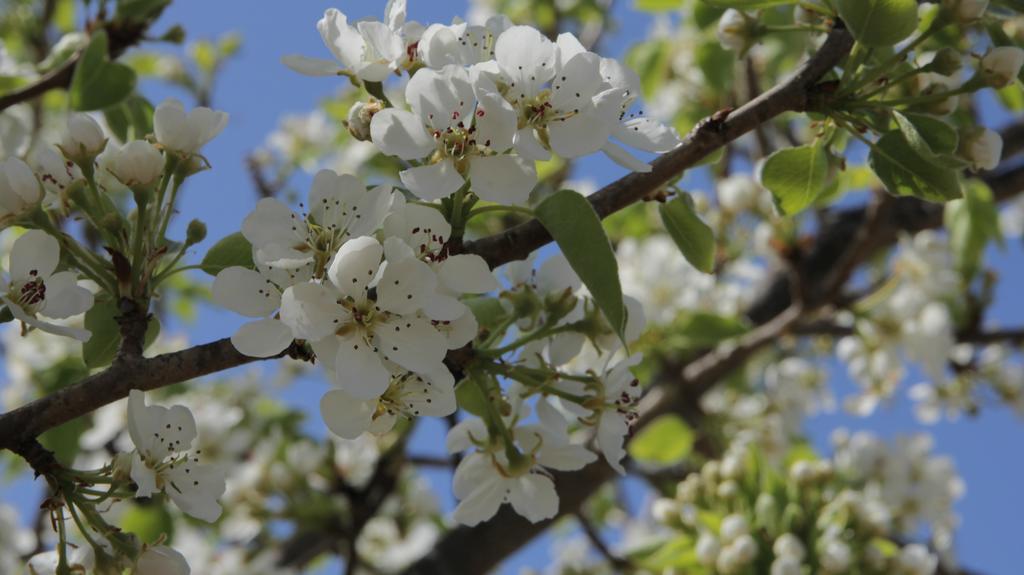 בית הארחה San Priamo 	Agriturismo Sarrabus מראה חיצוני תמונה