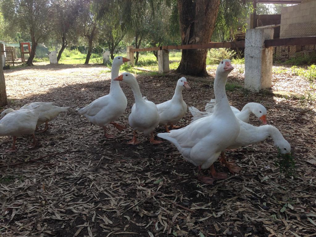 בית הארחה San Priamo 	Agriturismo Sarrabus מראה חיצוני תמונה